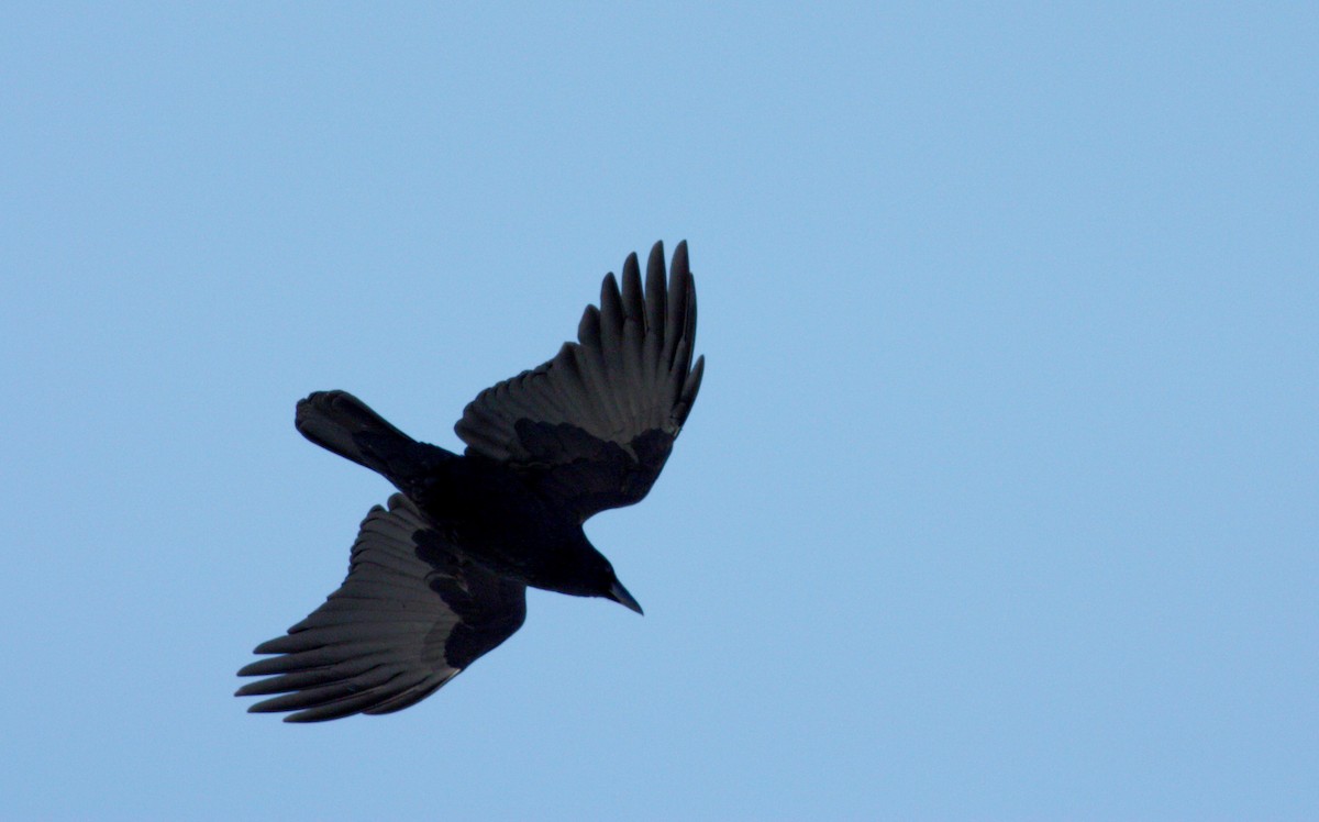 American Crow - ML72739971