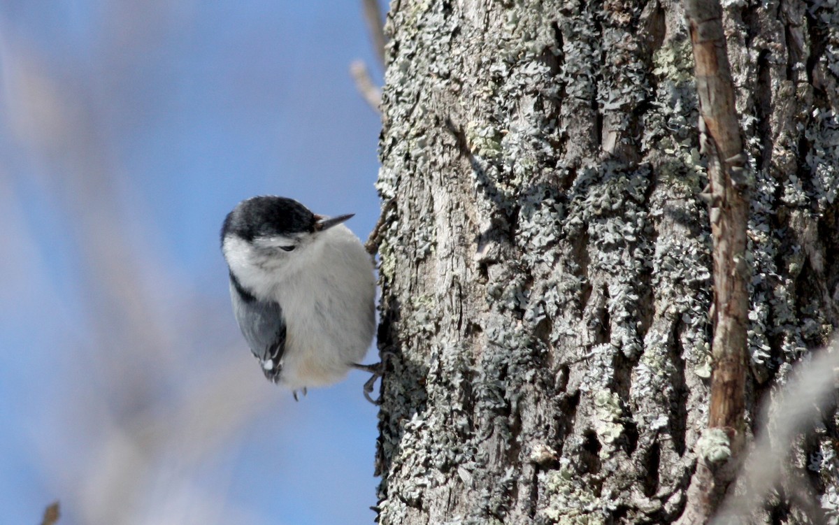 White-breasted Nuthatch (Eastern) - Jay McGowan