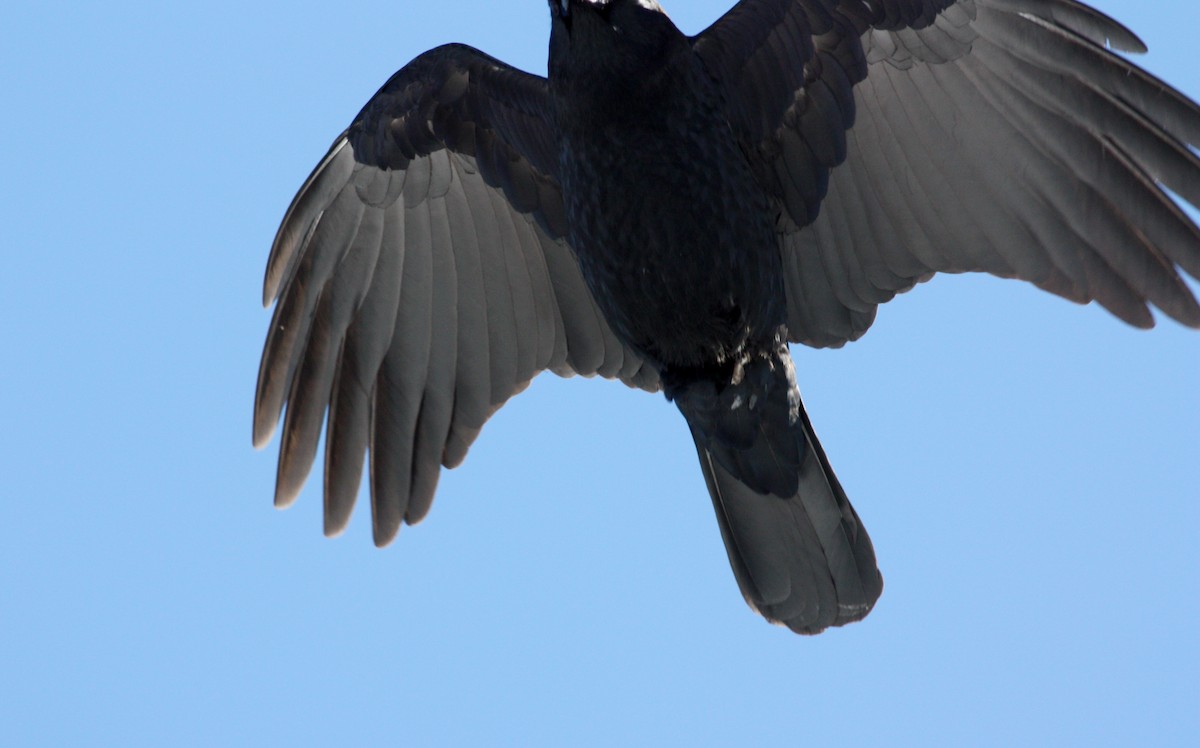 American Crow - Jay McGowan