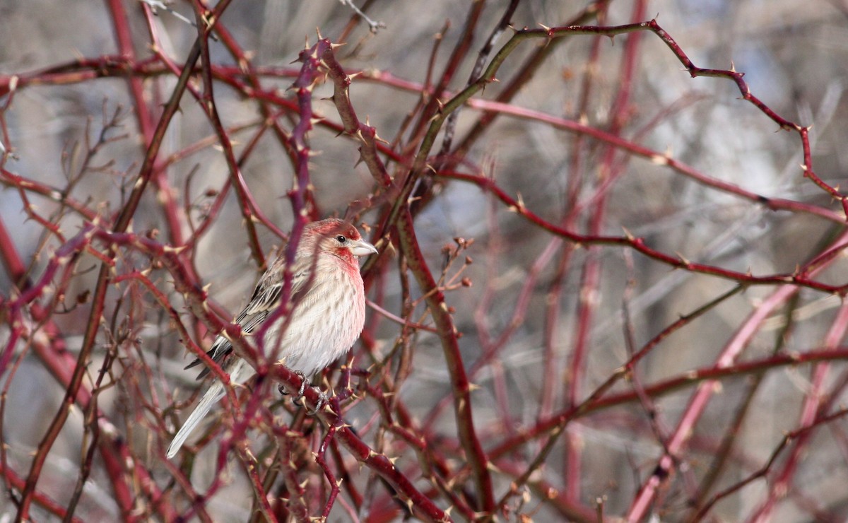 House Finch - ML72740121