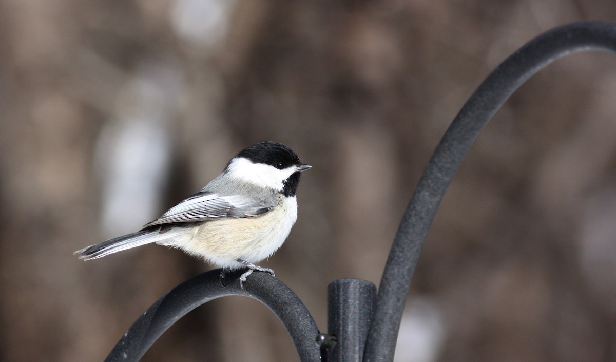 Black-capped Chickadee - ML72740141