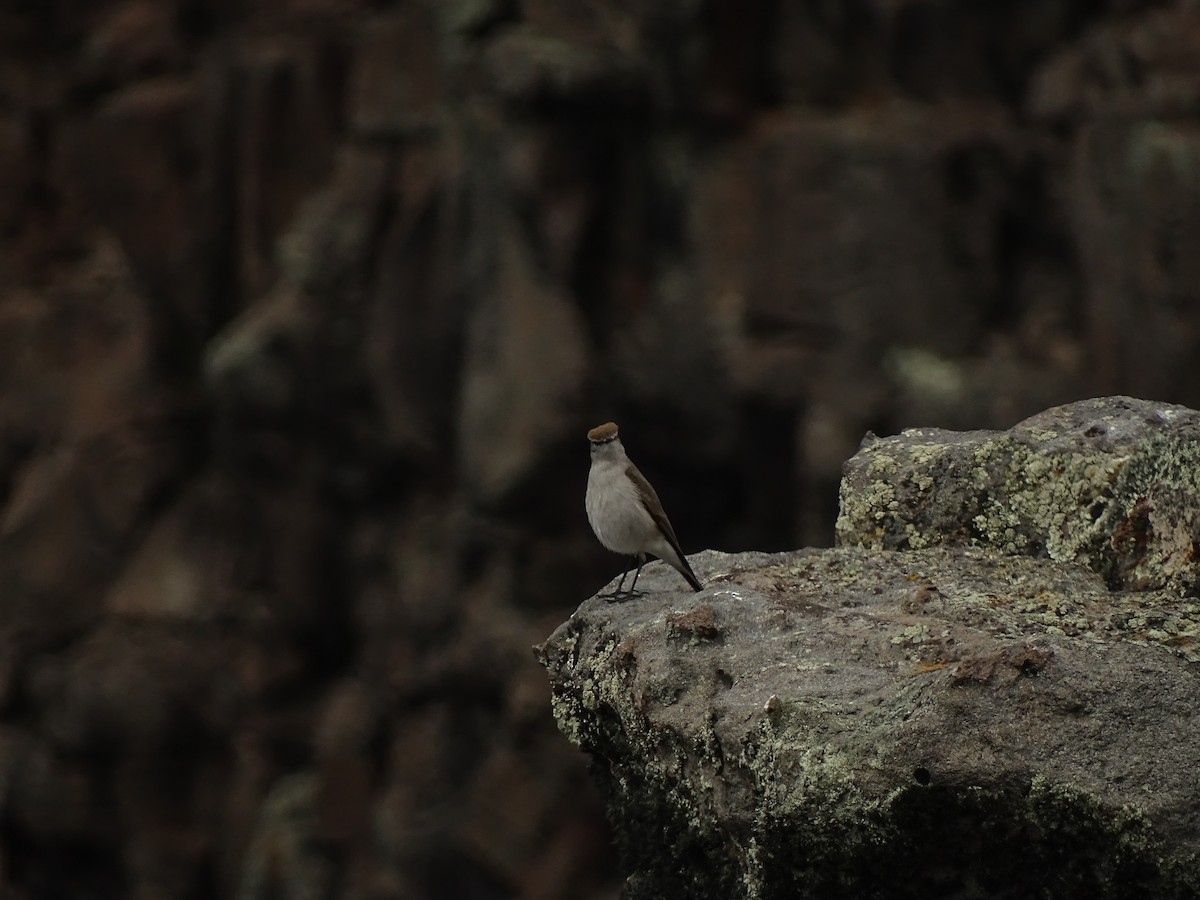 White-browed Ground-Tyrant - ML72741071