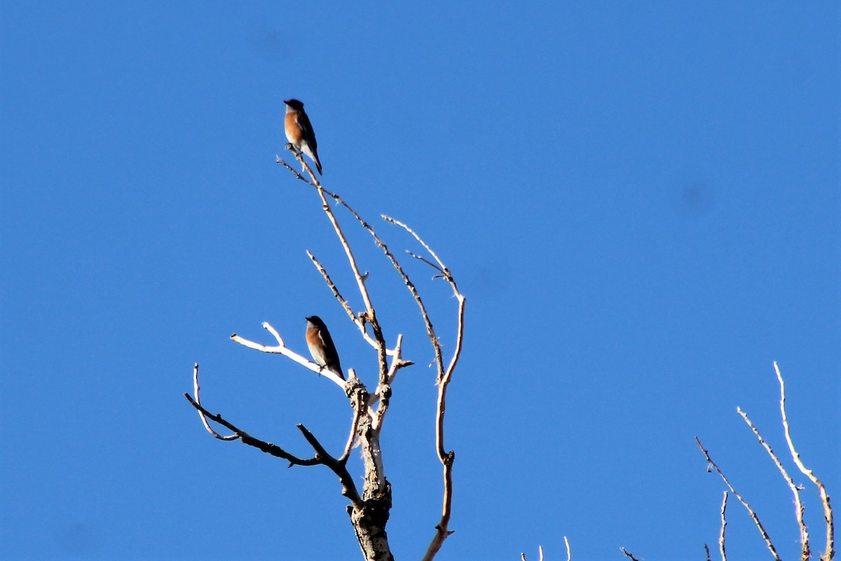 Western Bluebird - David Lerwill