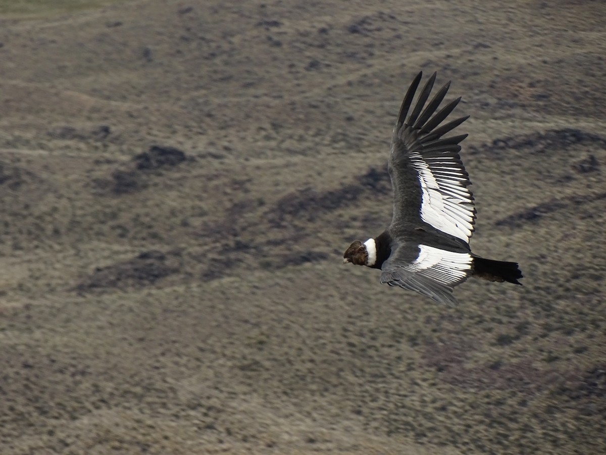 Andean Condor - ML72741451