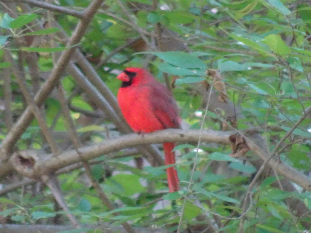 Cardinal rouge - ML72742141