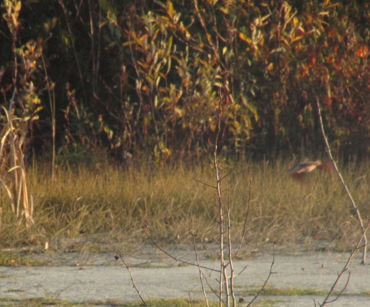 Common Ground Dove - ML72742511