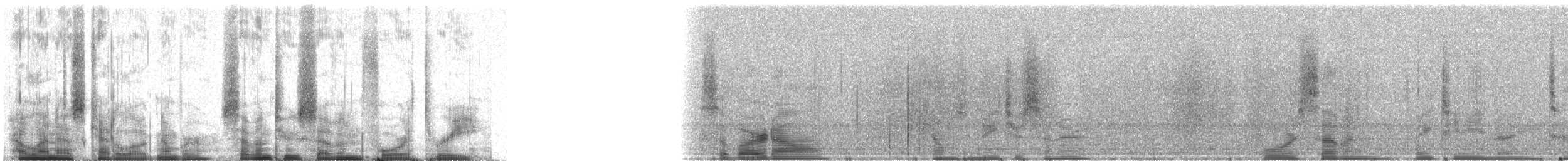 Barred Owl - ML72743