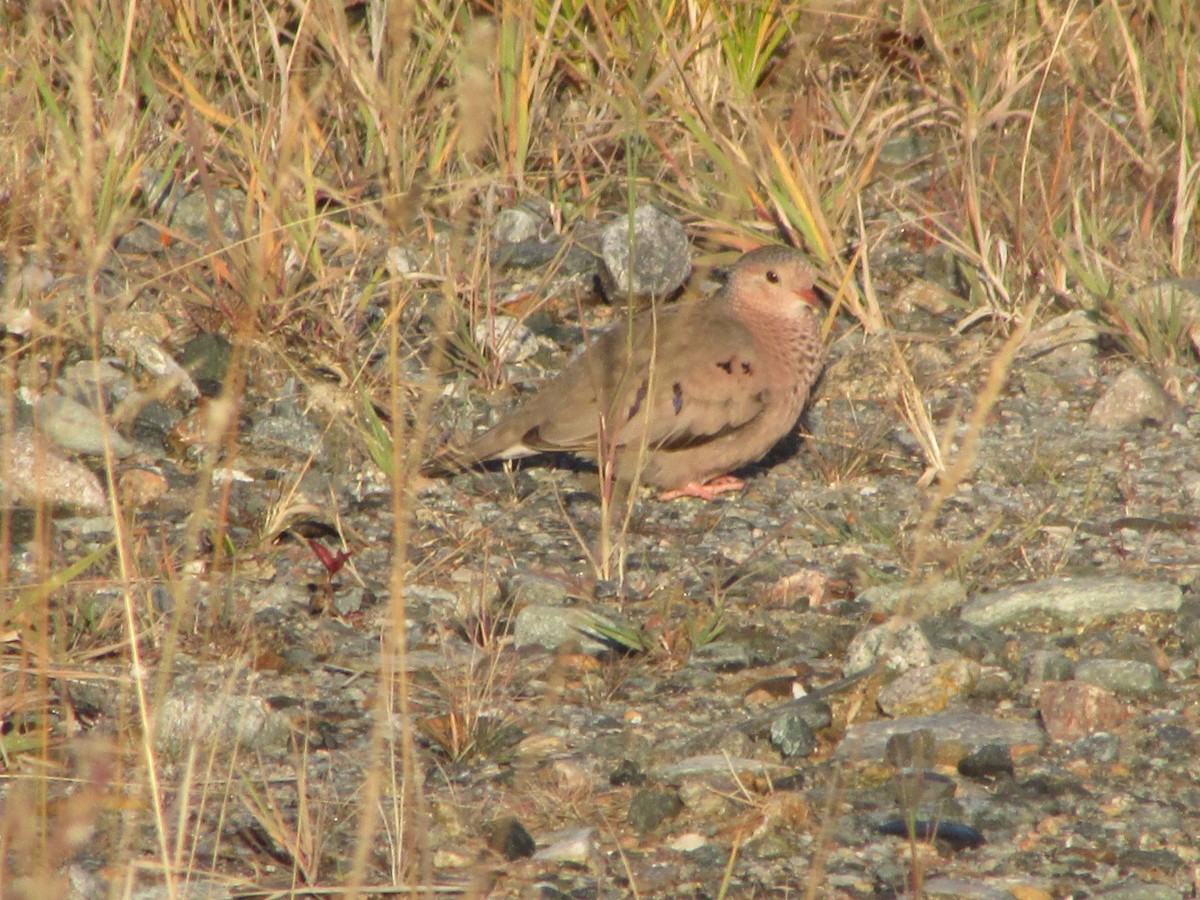 Common Ground Dove - ML72743091