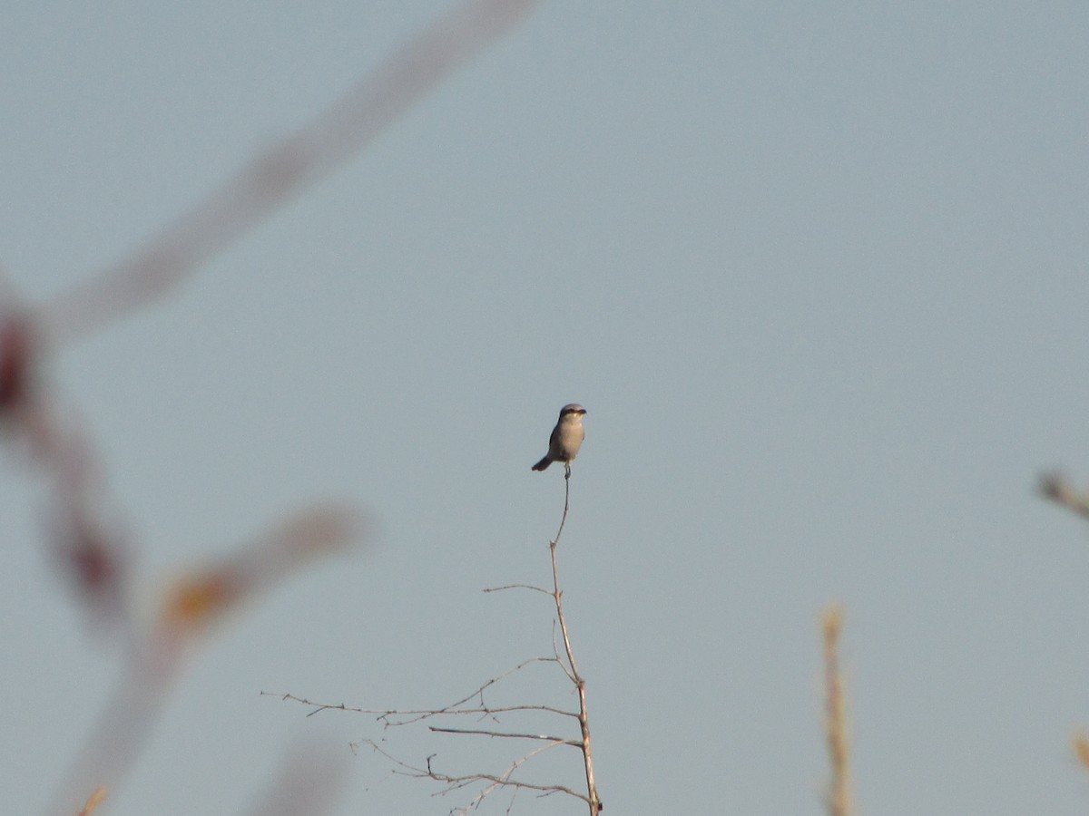 Northern Shrike - ML72743481