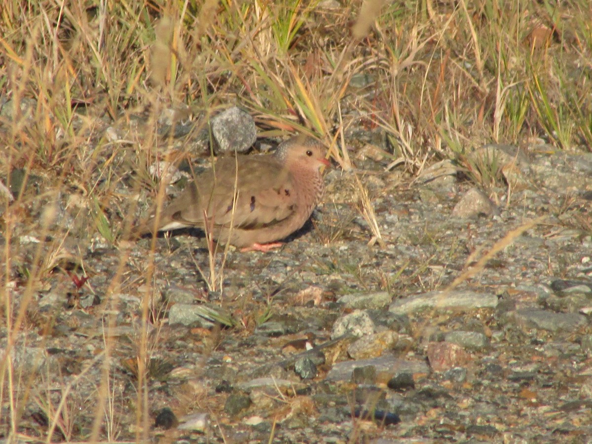 Common Ground Dove - ML72743511