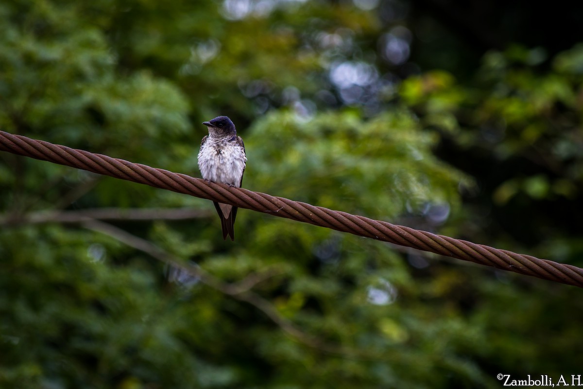 Gray-breasted Martin - ML72743661