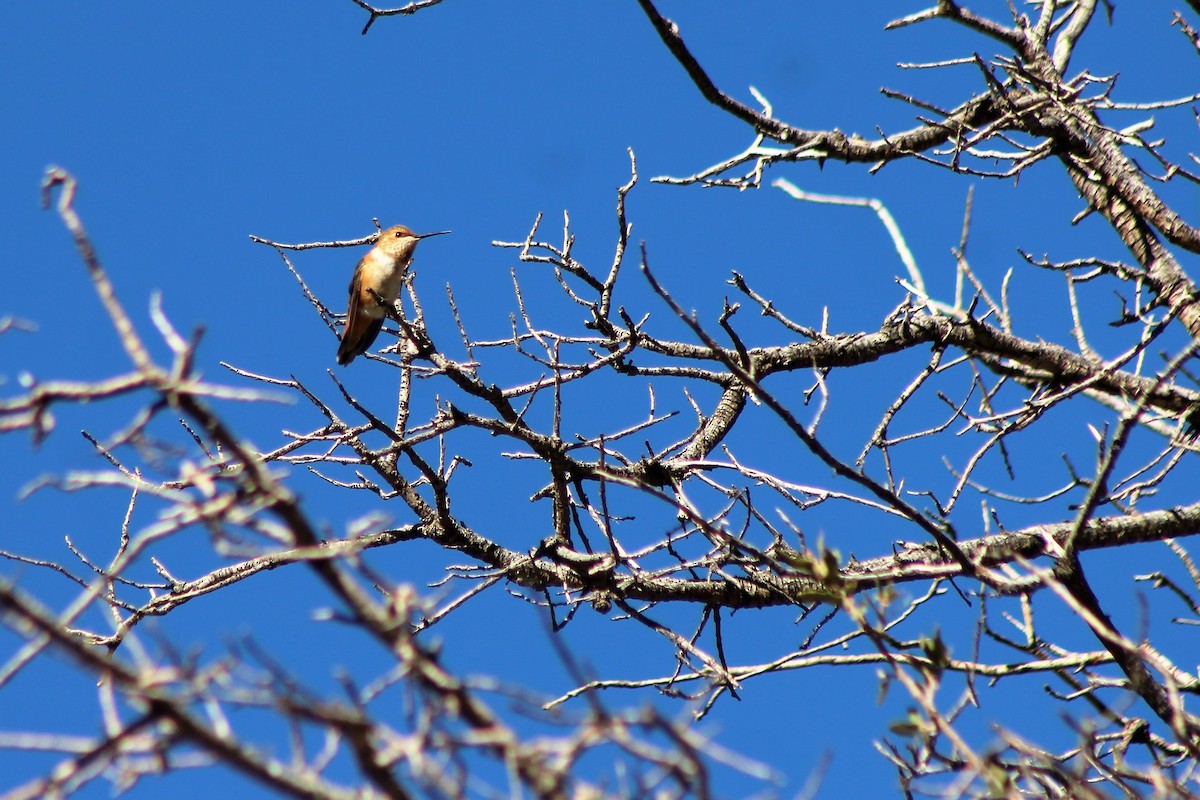 Rufous Hummingbird - ML72744141