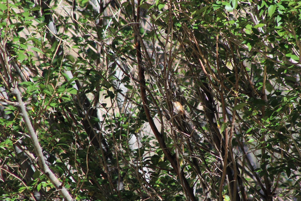 Rufous Hummingbird - ML72744151