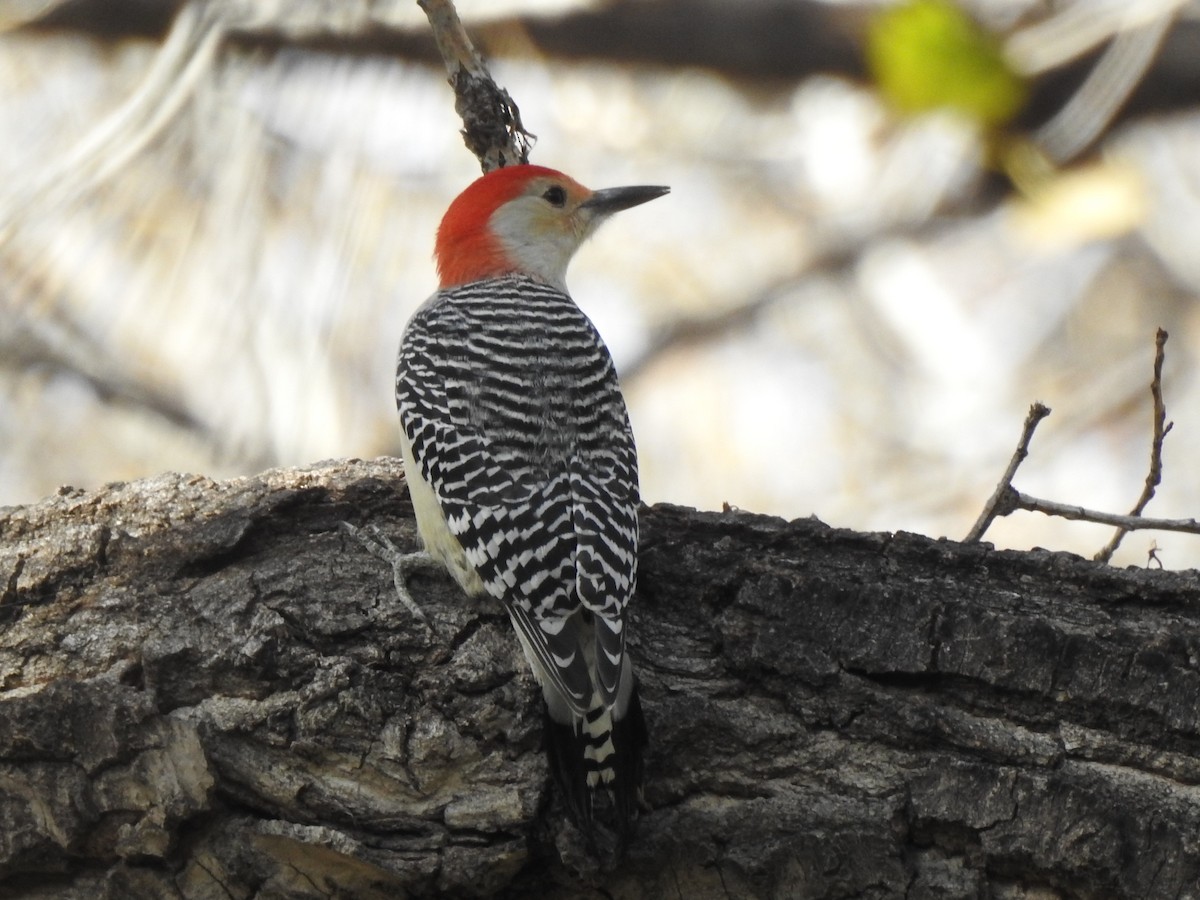 Red-bellied Woodpecker - Joel Adams