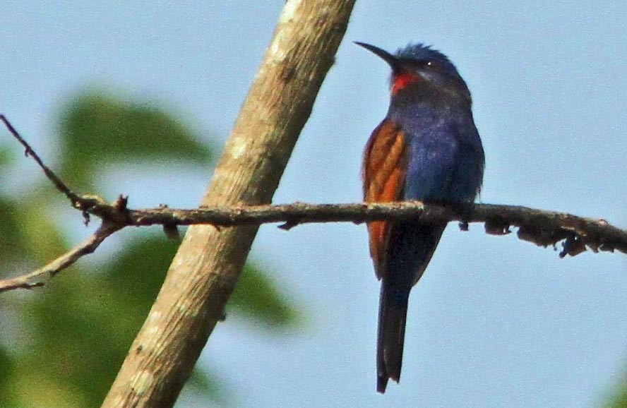 Blue-moustached Bee-eater - Don Roberson