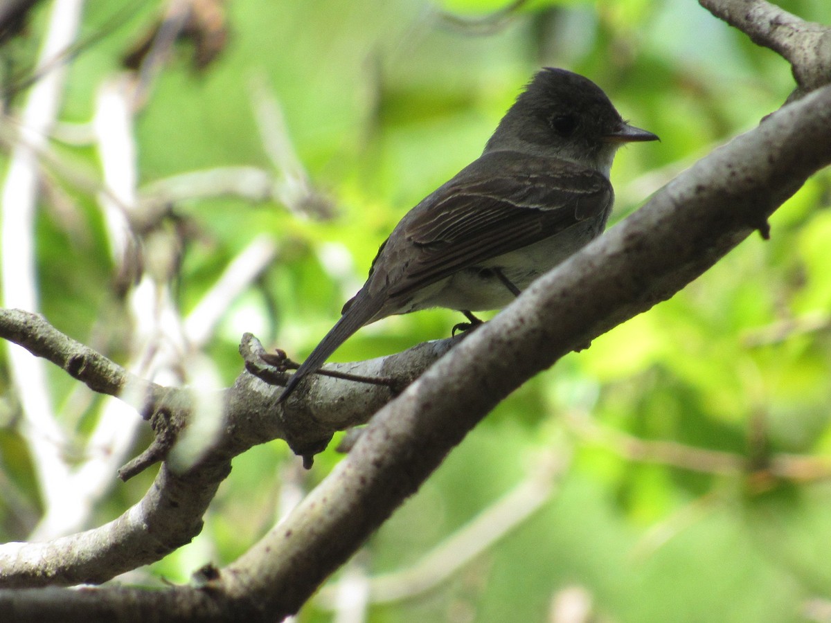 Eastern Wood-Pewee - ML72746521