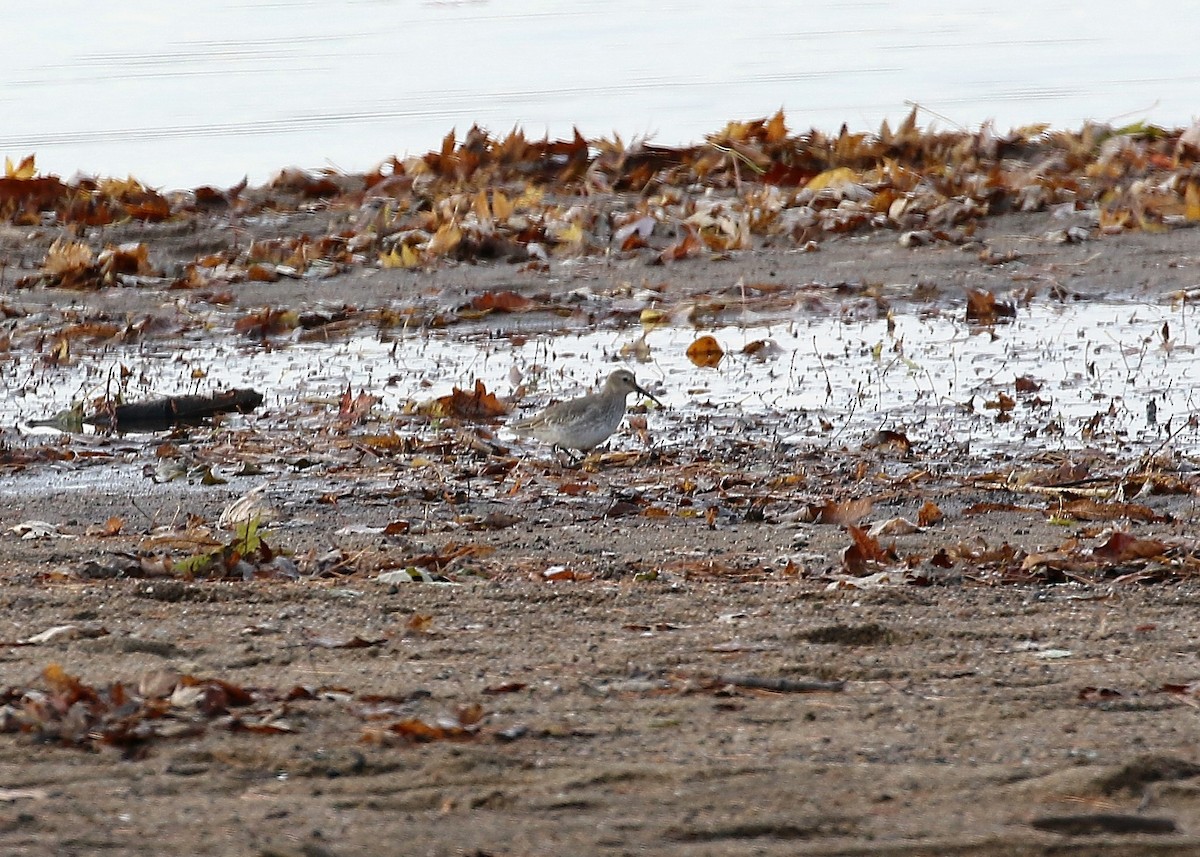 Dunlin - ML72746831