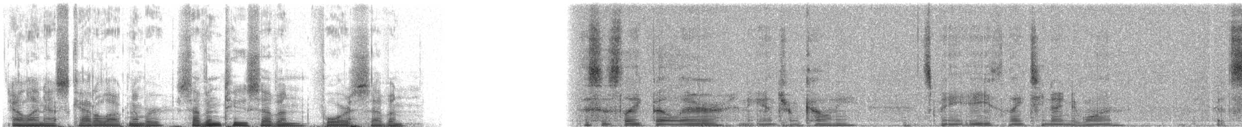 Common Loon - ML72747