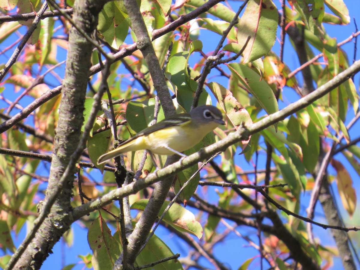 Blue-headed Vireo - ML72747031