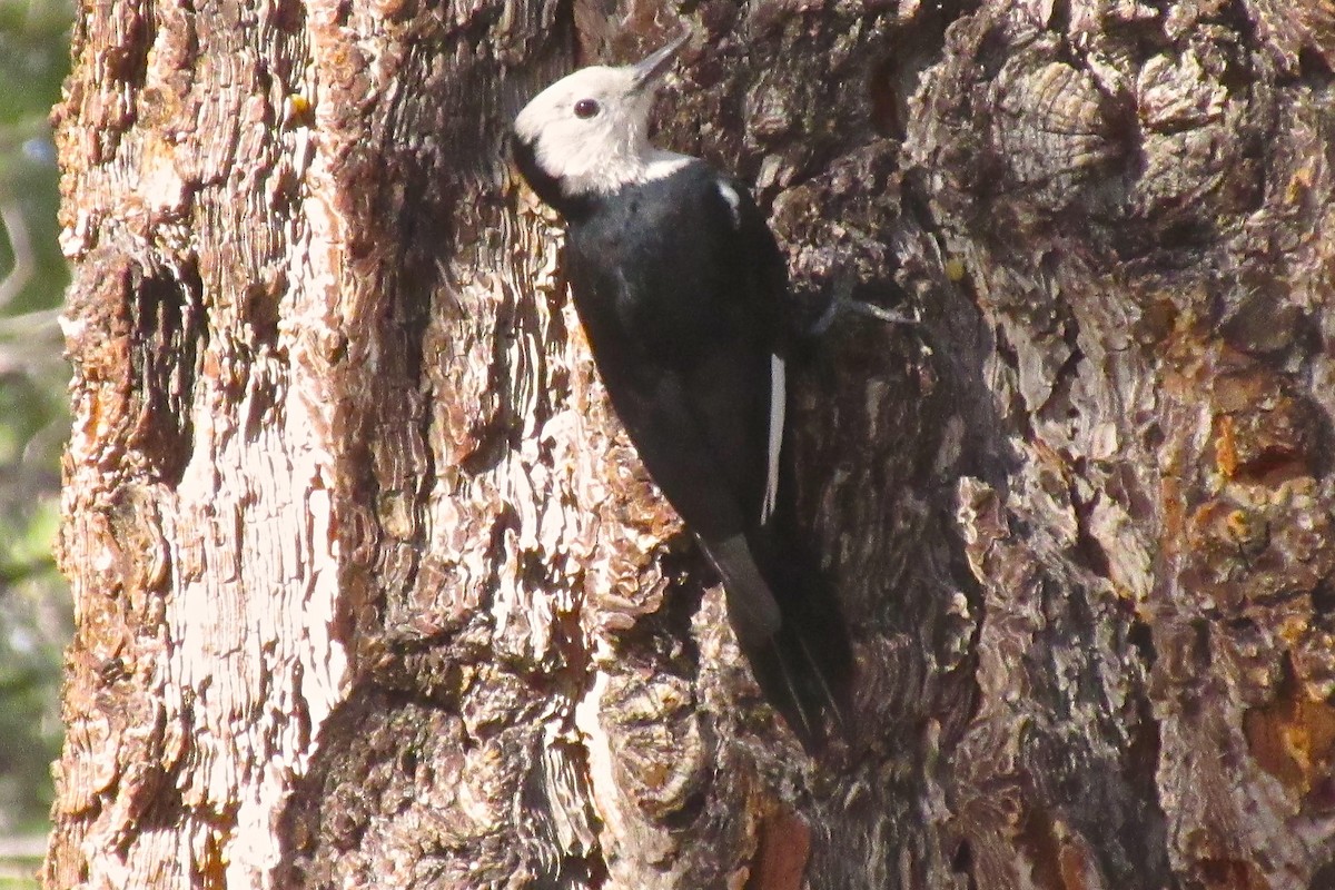 White-headed Woodpecker - ML72747361