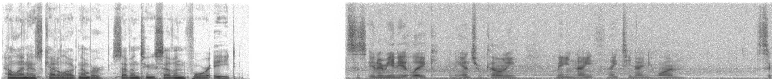 Common Loon - ML72748