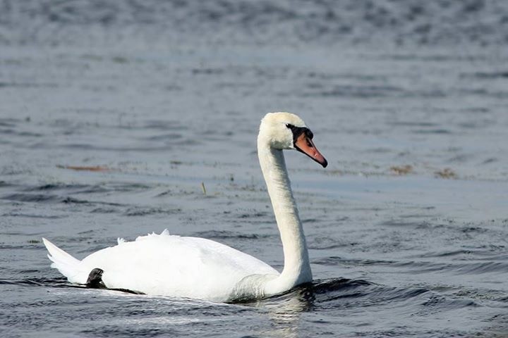 Mute Swan - Angela  Lleras
