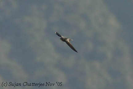 Dark-rumped Swift - ML727492