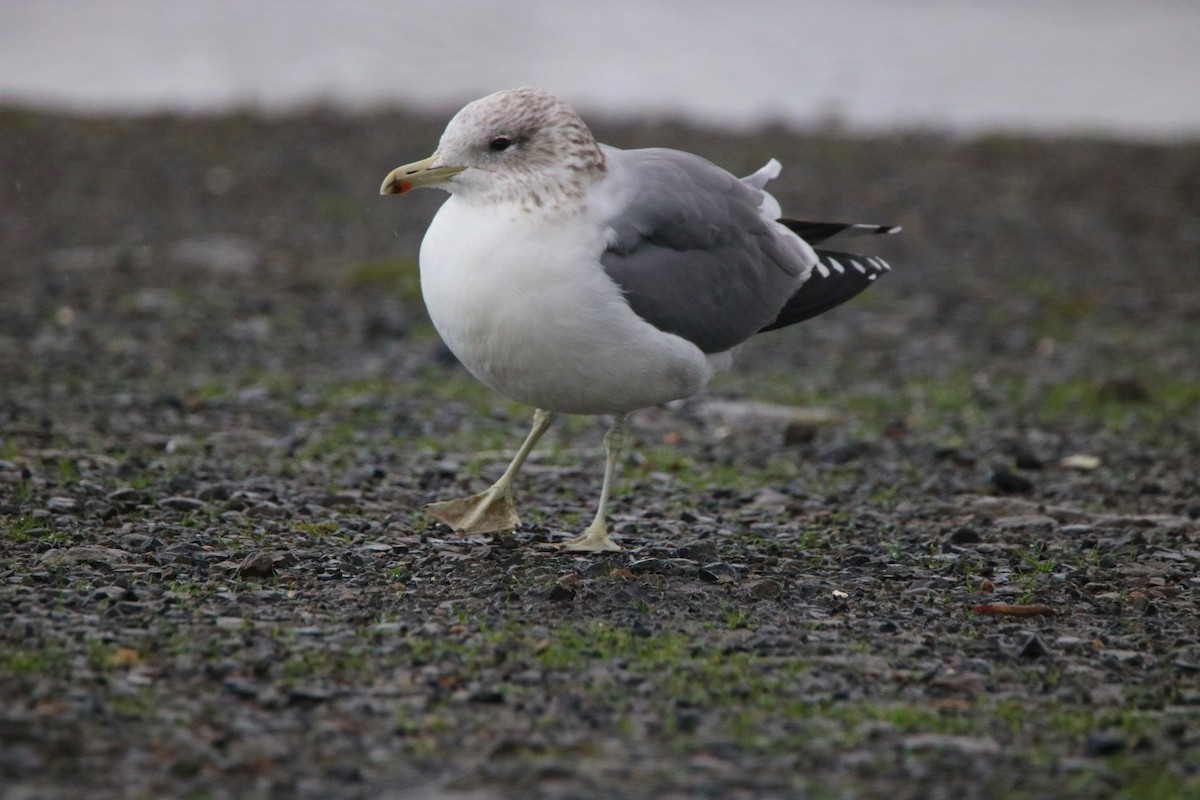 Gaviota Californiana - ML72749681