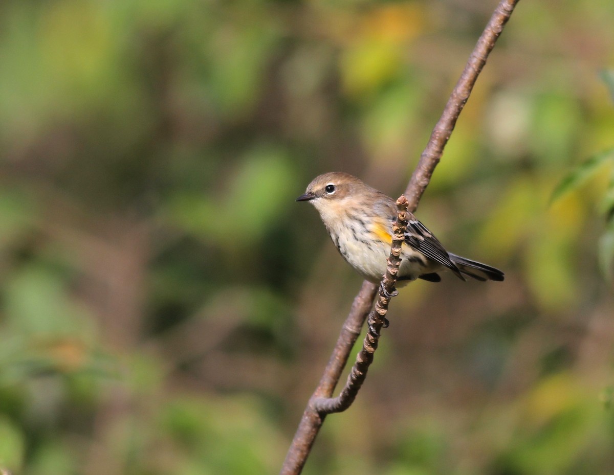 Пісняр-лісовик жовтогузий (підвид coronata) - ML72750021