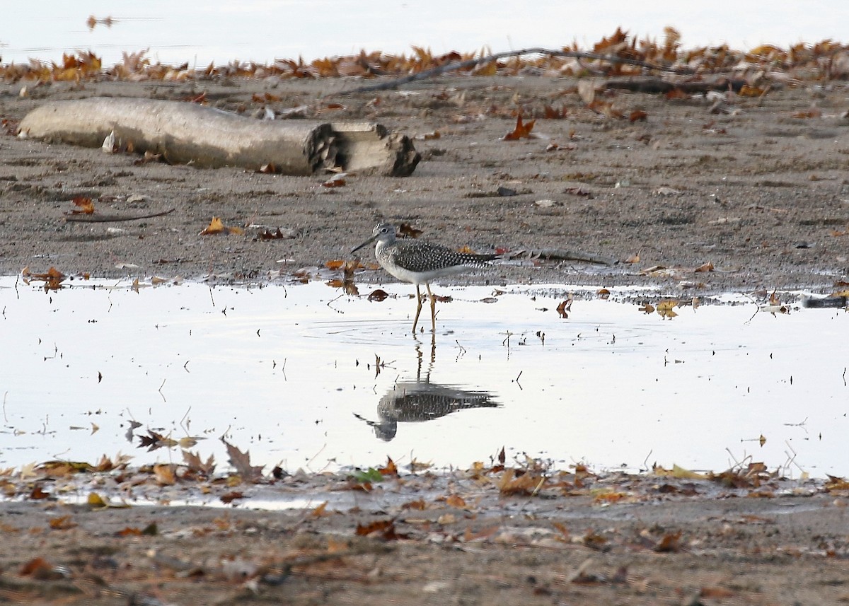 Greater Yellowlegs - ML72750131