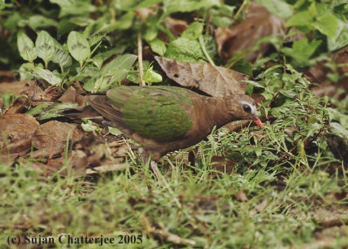 Голуб-зеленокрил індійський - ML727507