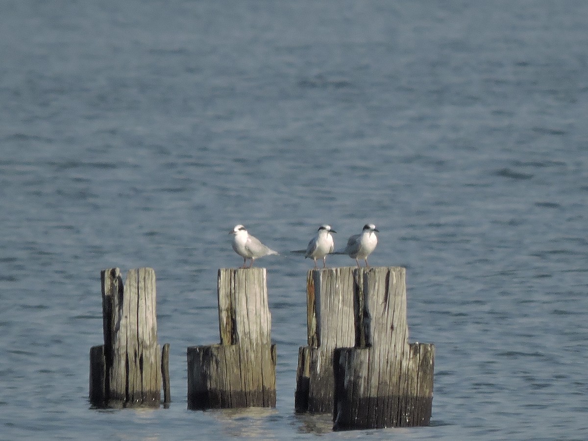 Forster's Tern - ML72751931