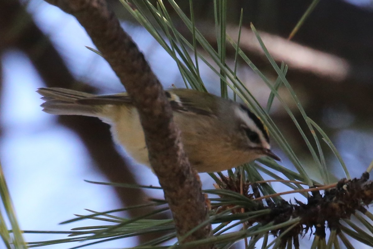 Golden-crowned Kinglet - Dale Adams