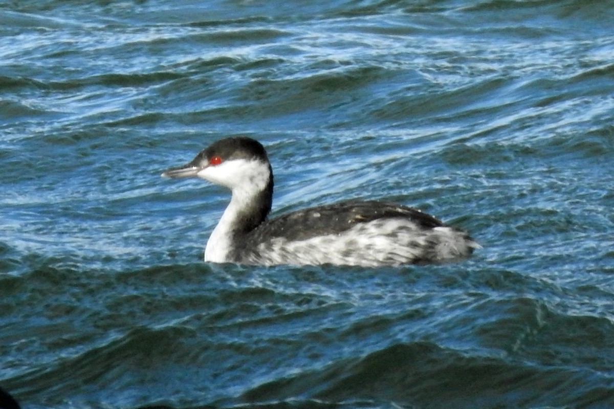 Horned Grebe - ML72753141