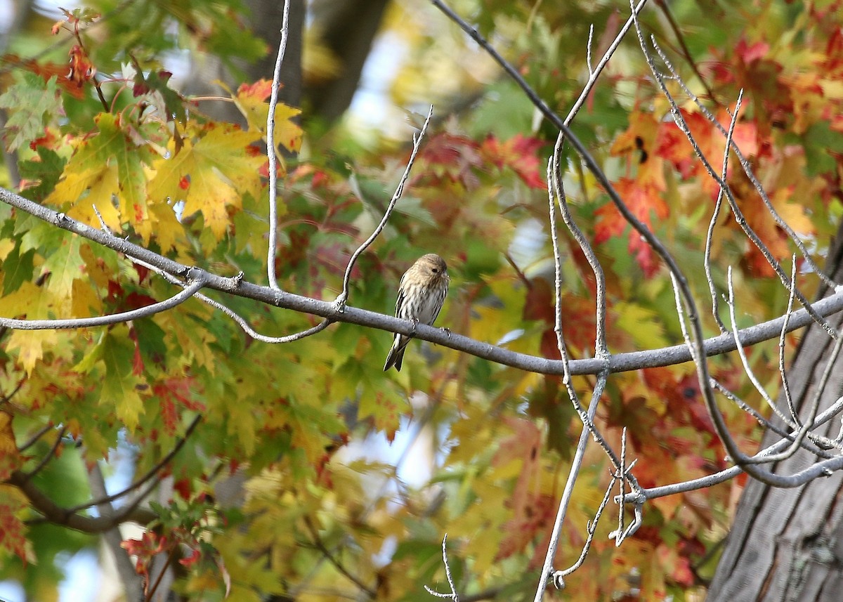 Pine Siskin - ML72753871