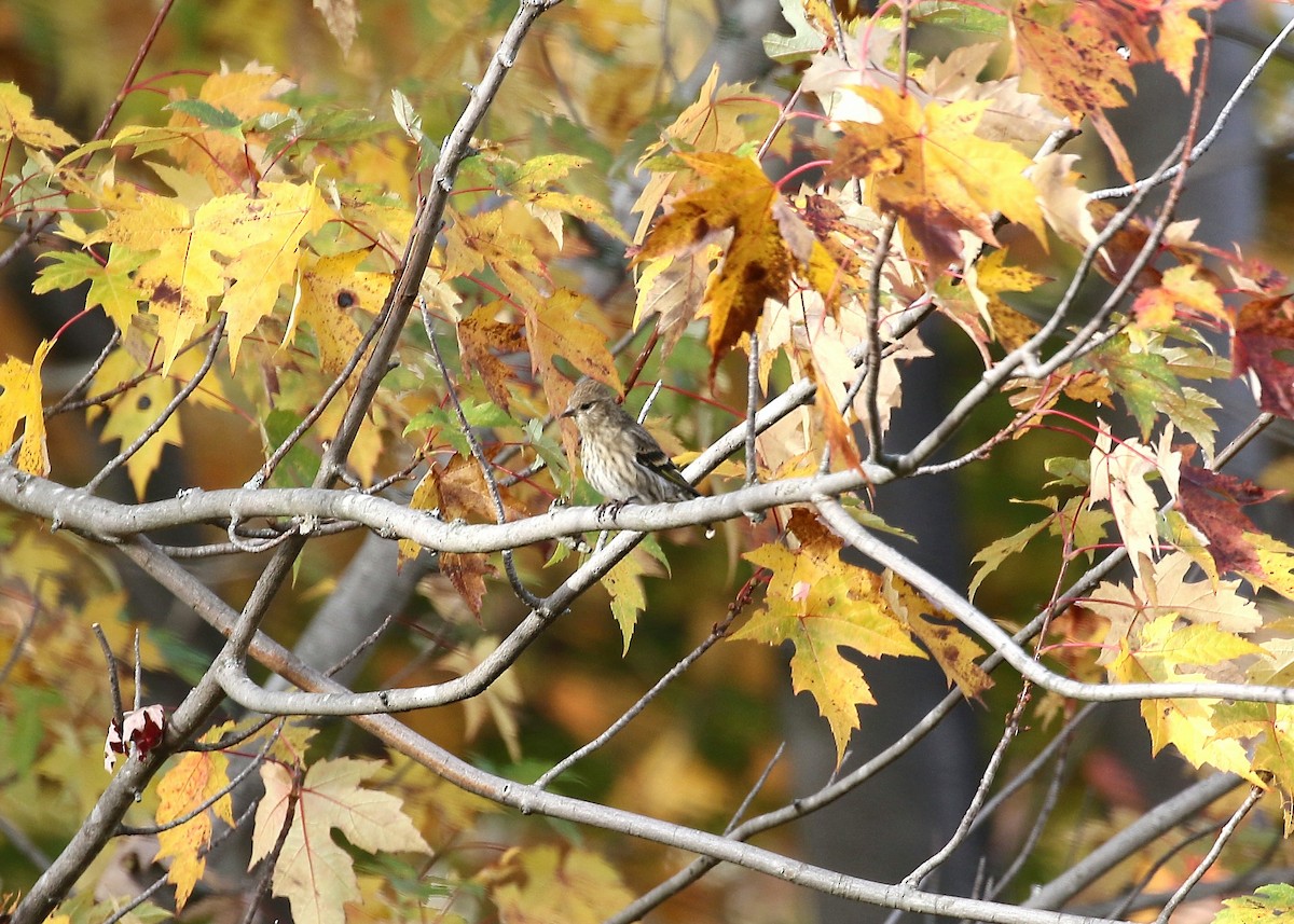 Pine Siskin - Gary Chapin