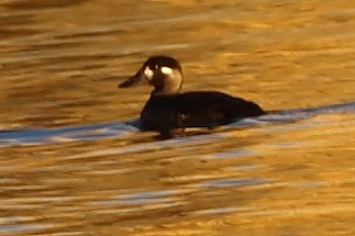 Surf Scoter - Piming Kuo