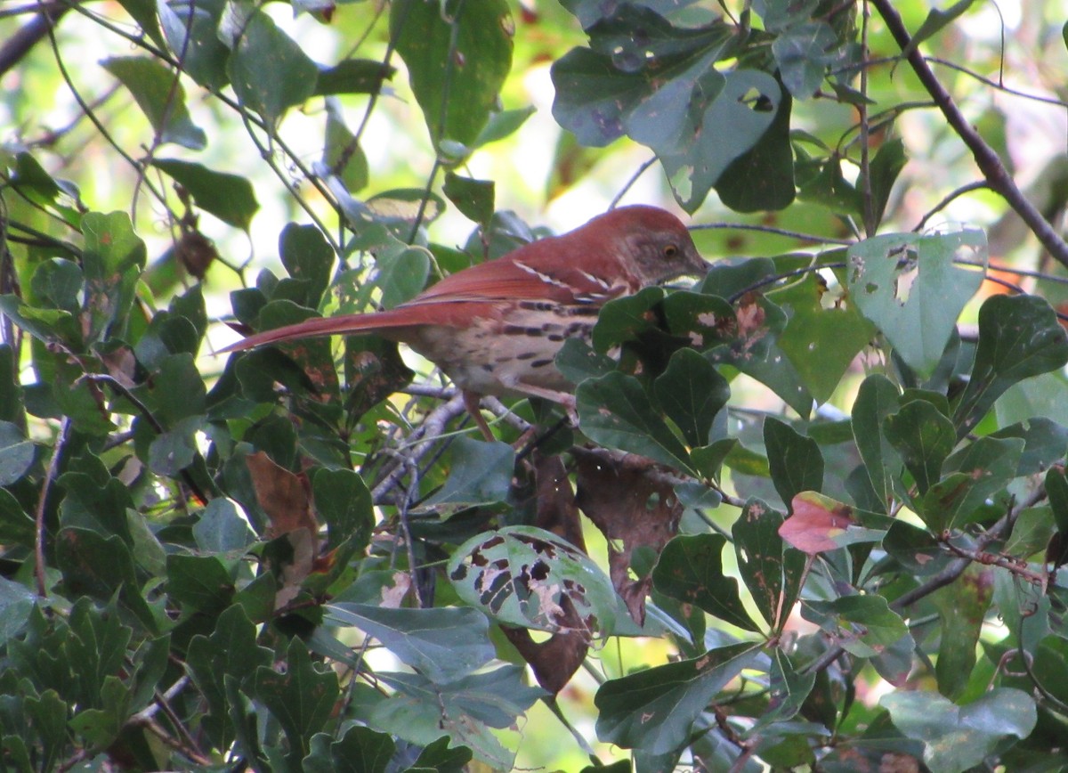 Brown Thrasher - ML72754441