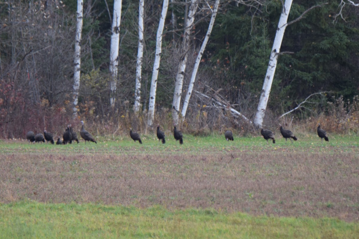 Wild Turkey - ML72757971