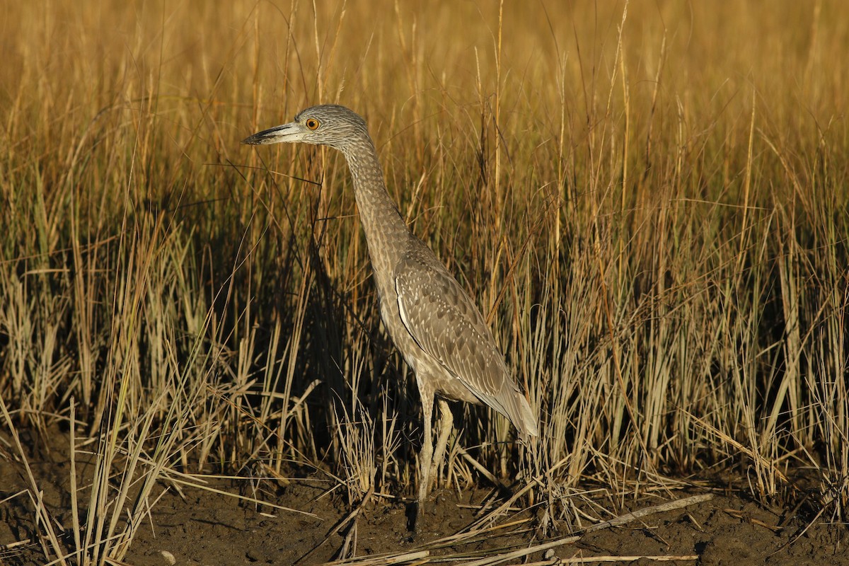 Yellow-crowned Night Heron - ML72758091