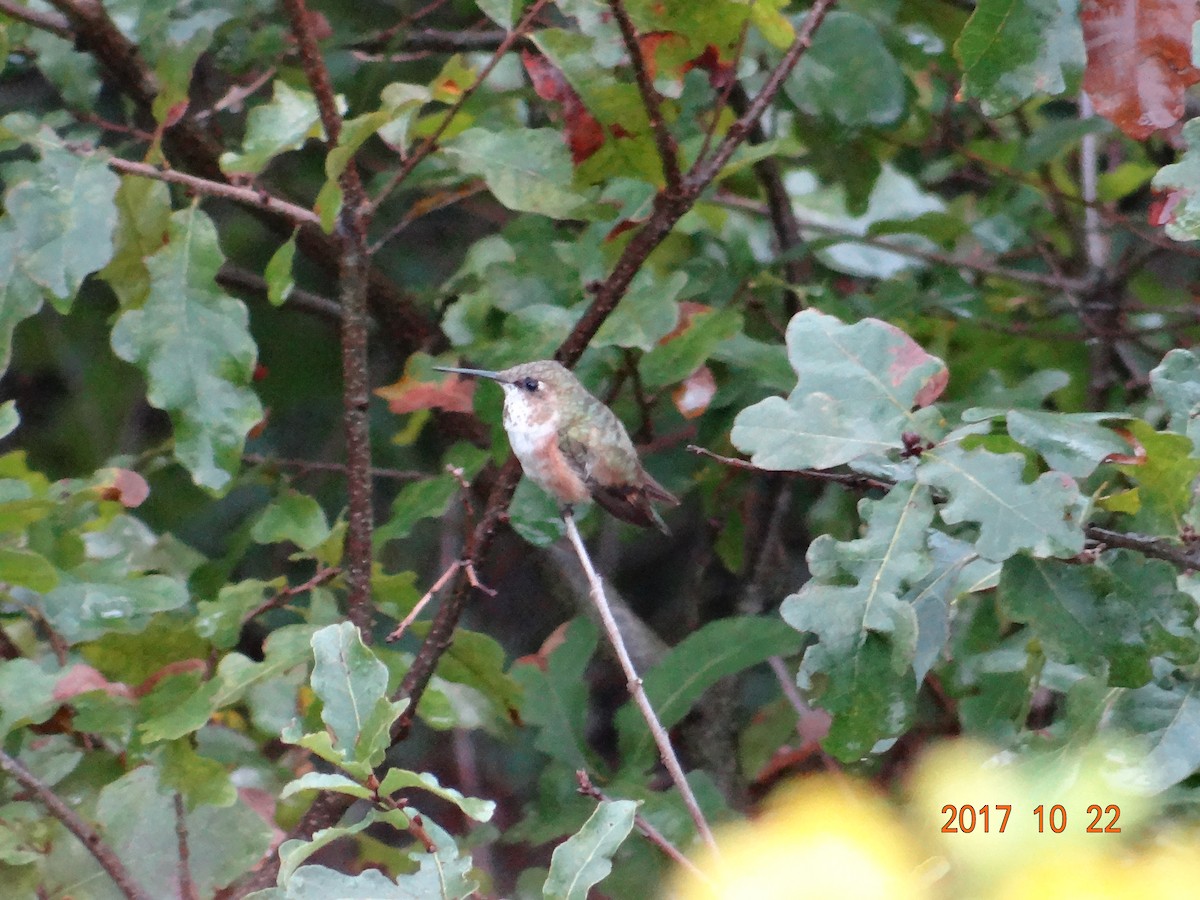 Rufous Hummingbird - Andy & Ellen Filtness