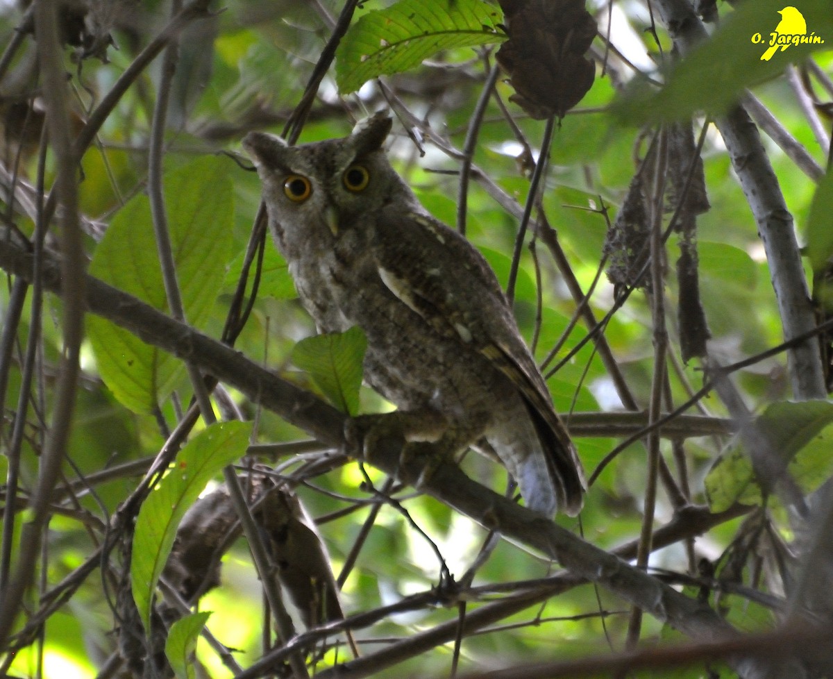 Pacific Screech-Owl - ML72758211