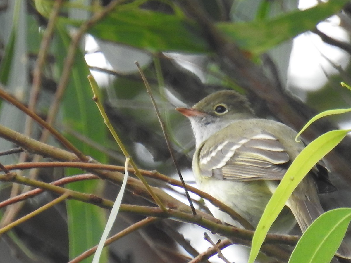 Small-billed Elaenia - Patricia Alfredo