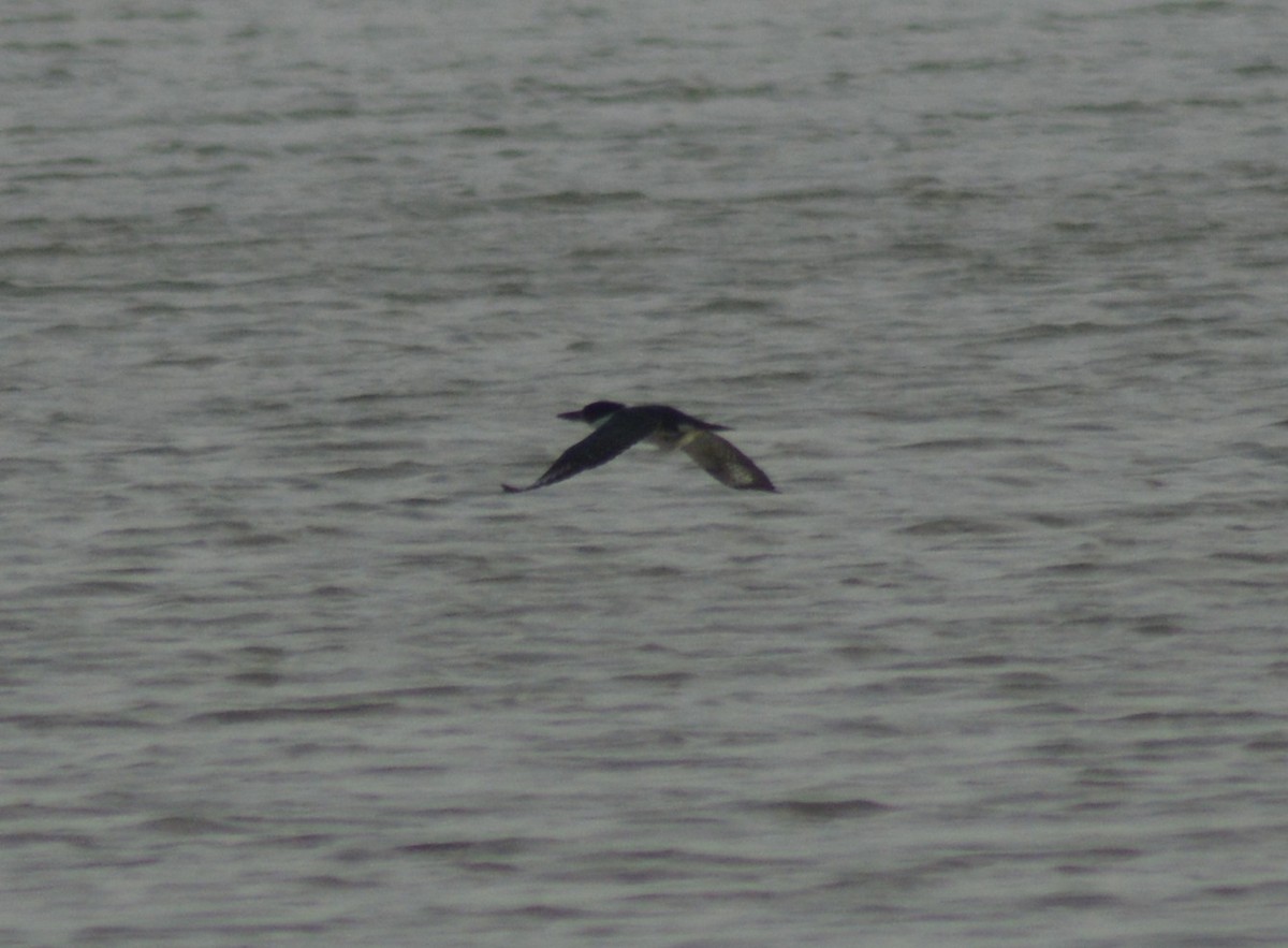 Belted Kingfisher - ML72760081