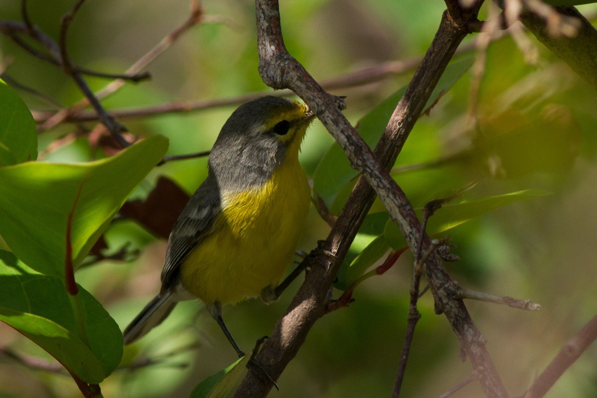 Barbuda Warbler - Jeff Gerbracht