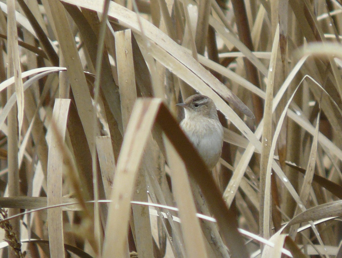 Marsh Wren - ML72761141