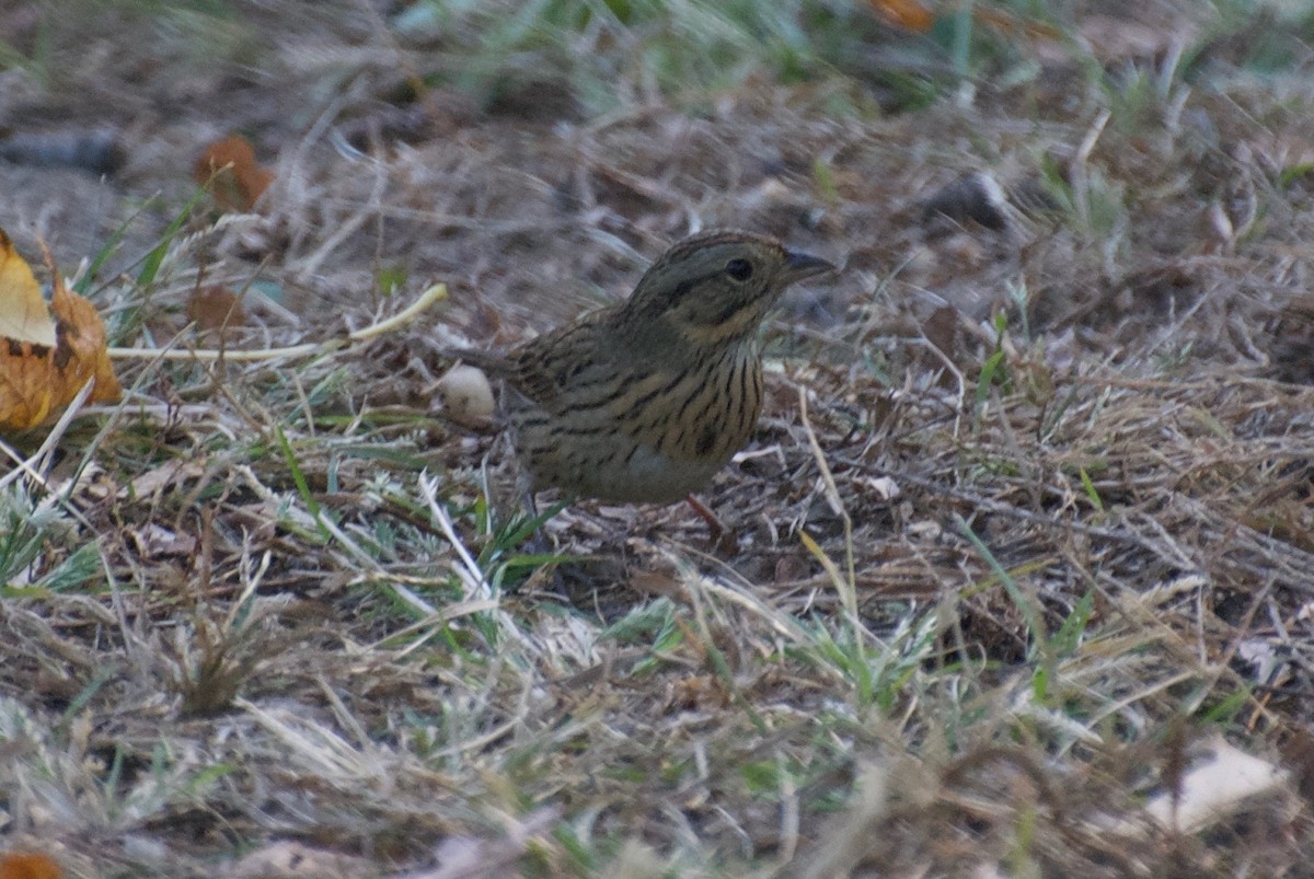 Lincoln's Sparrow - ML72761691
