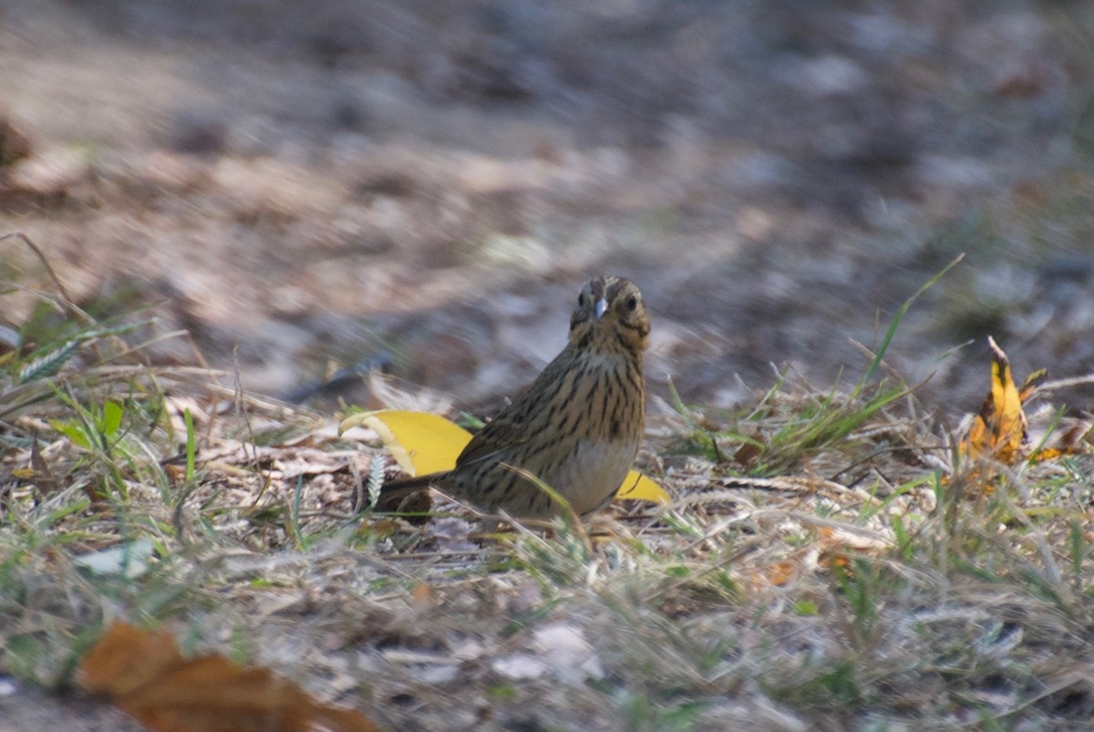 Lincoln's Sparrow - ML72761701