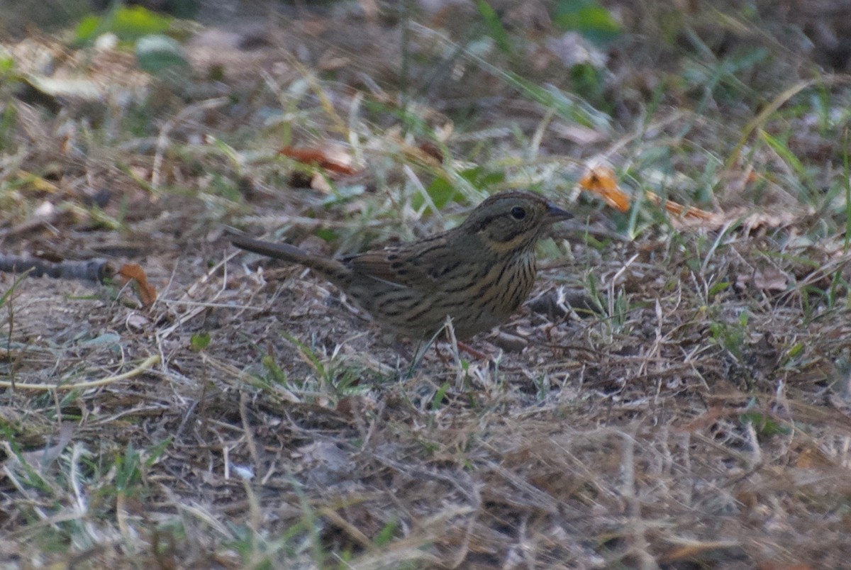 Lincoln's Sparrow - ML72761711
