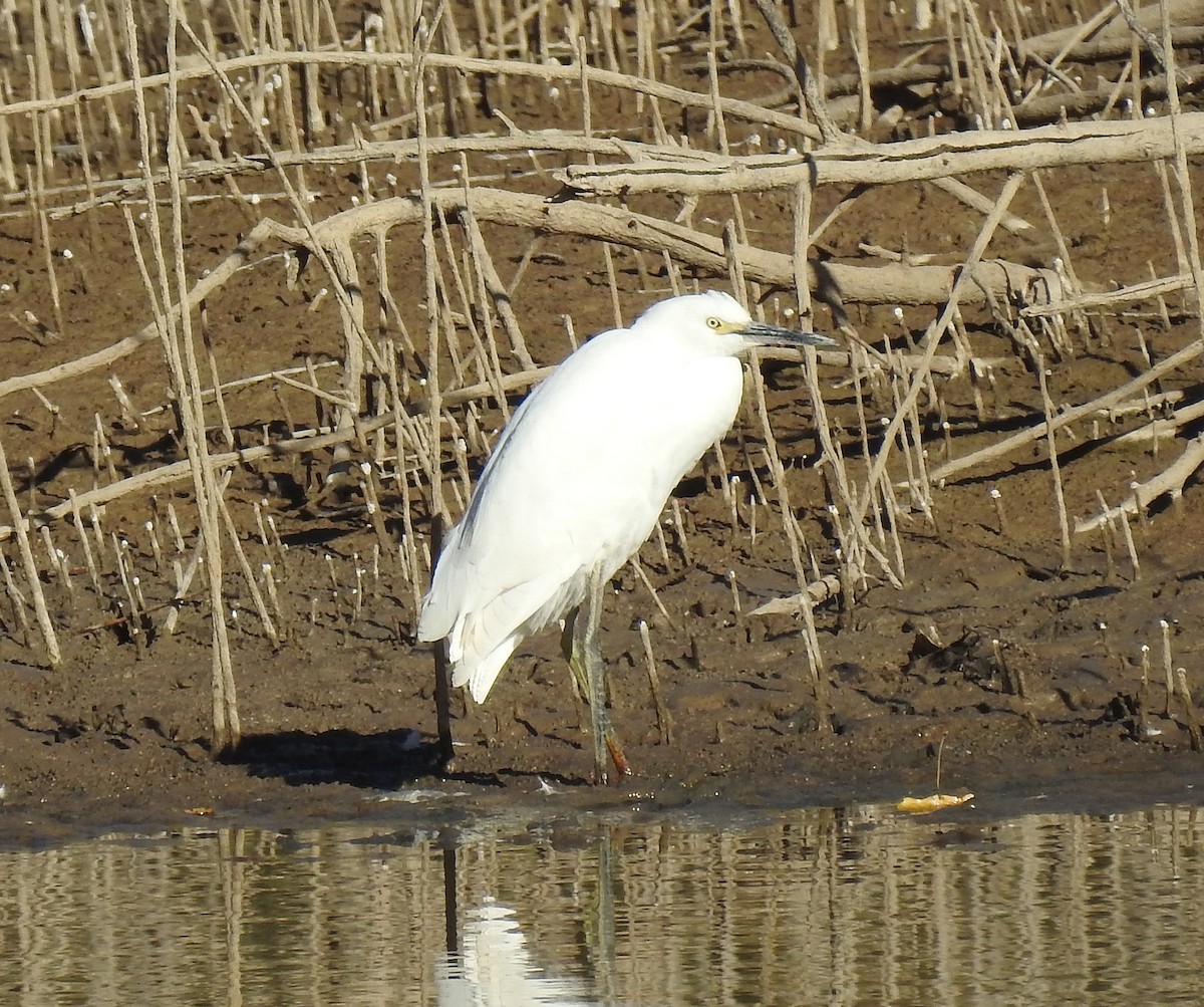 Aigrette neigeuse - ML72761881